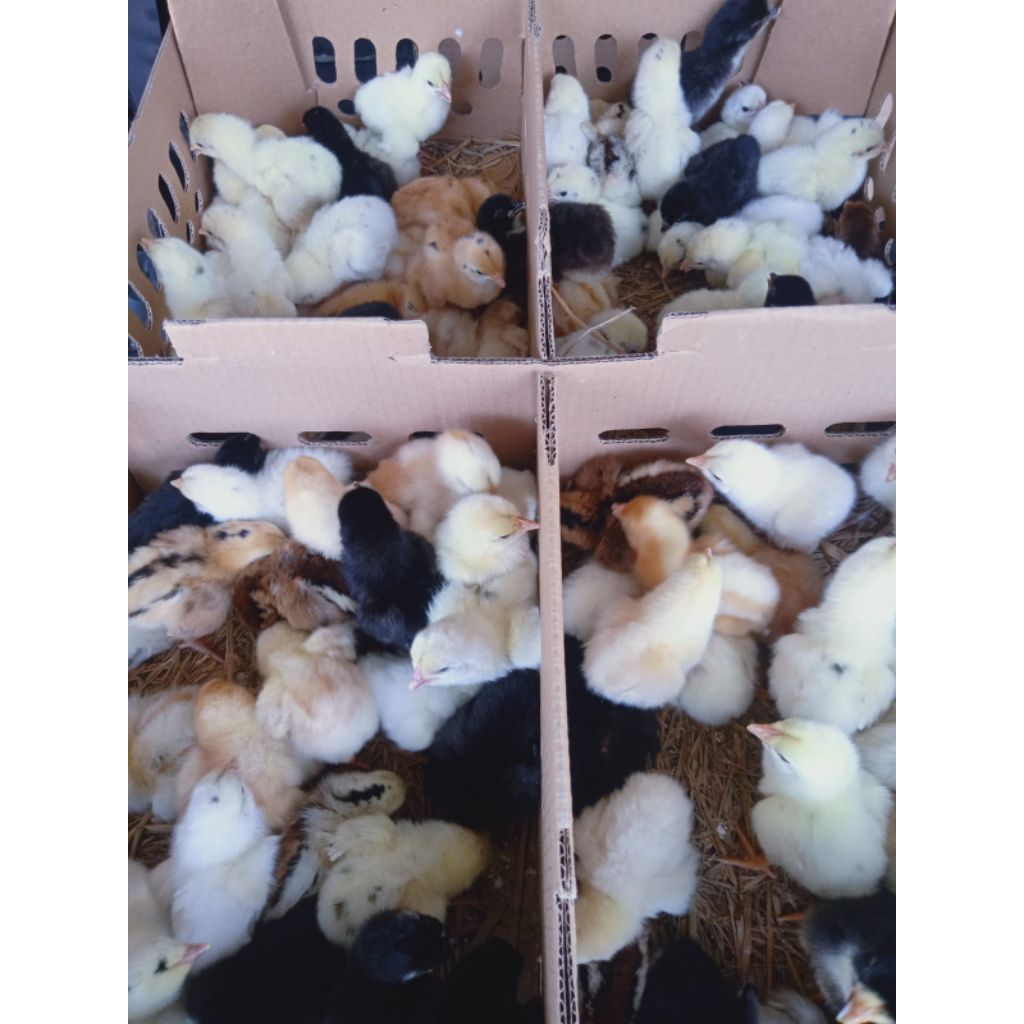 Doc Ayam Joper "Betina" *Kampung Super* Pilihan Kualitas Terbaik