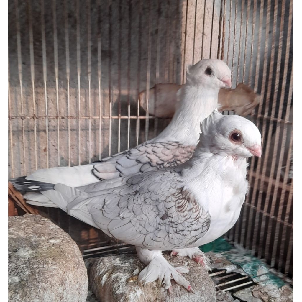 BURUNG MERPATI HIAS SANTINET   sepasang