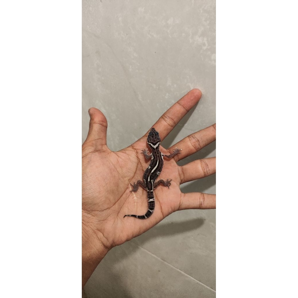 Mainan Gecko Black Night