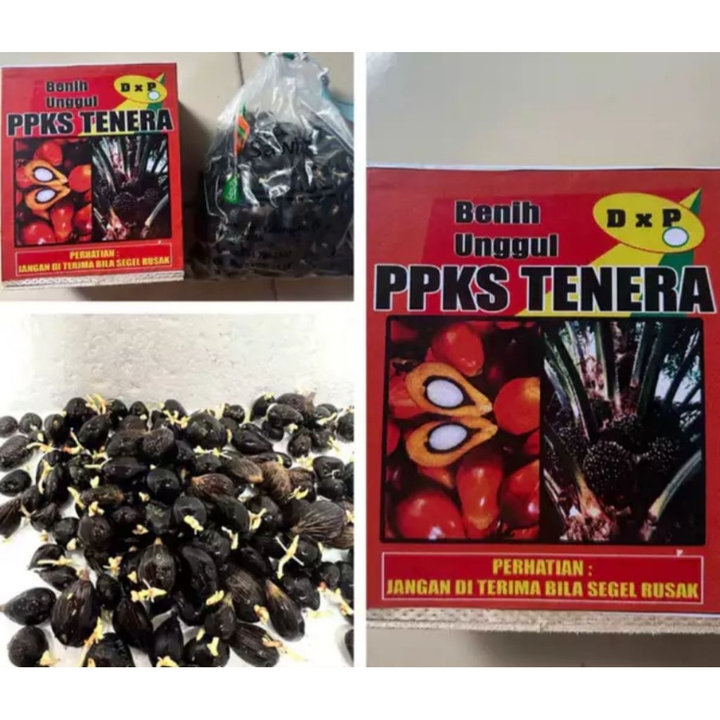 Bibit kecambah sawit DxP Tenera berkualitas unggul