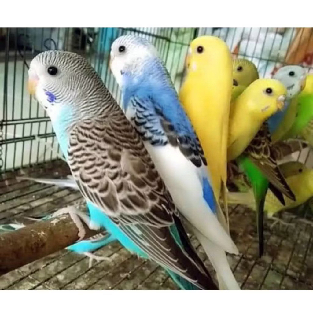 Burung Parkit Dewasa Loper Warna Cerah pilihn istimewa