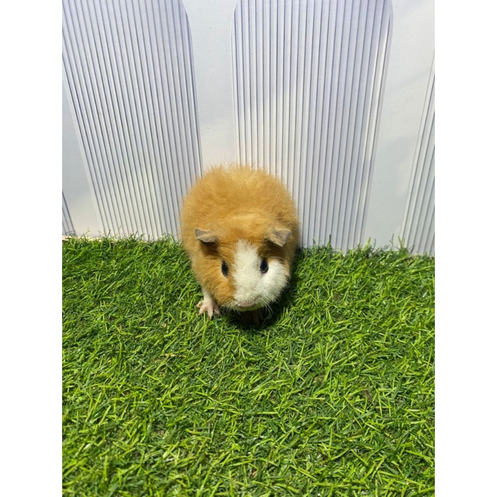 marmut hias teddy/Guinea pig teddy