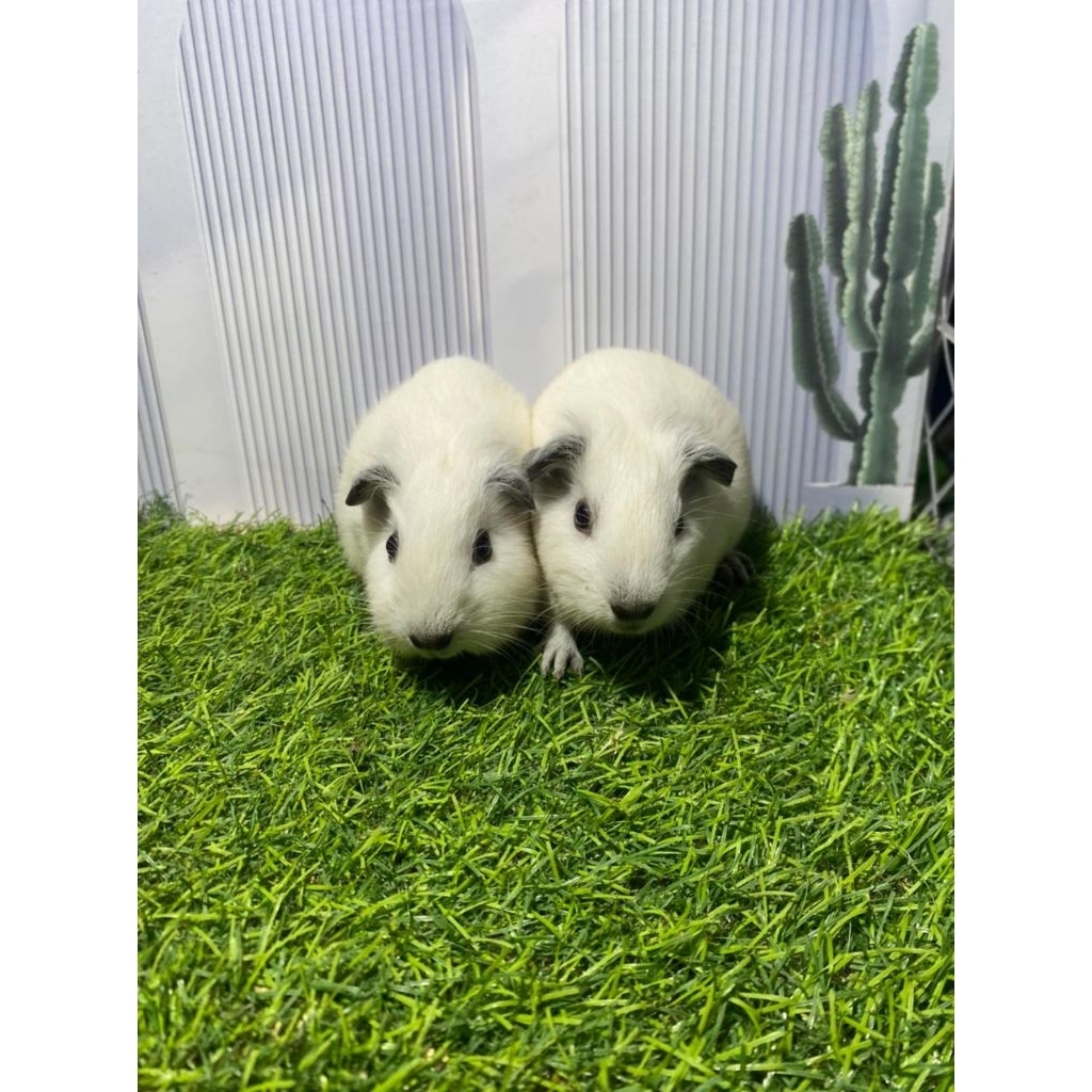 marmut California/Guinea pig California