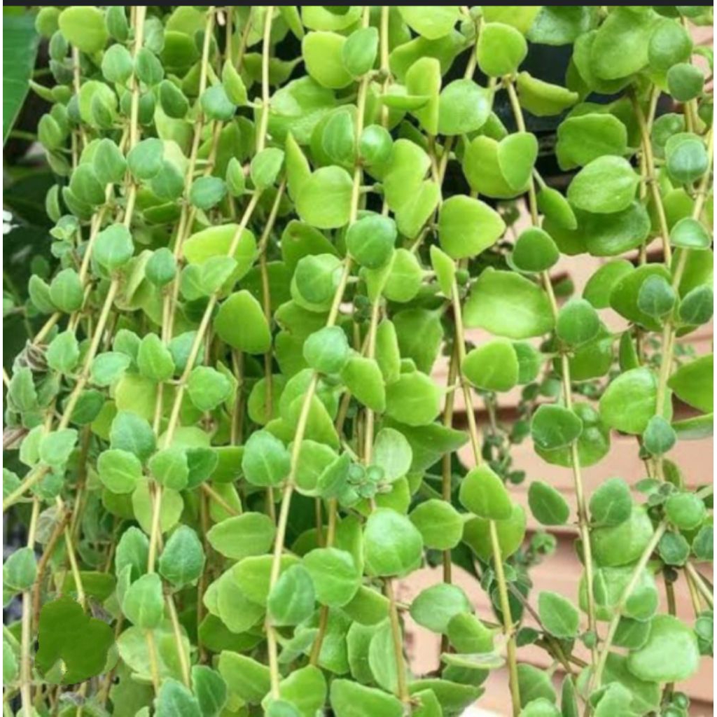 TANAMAN GANTUNG , GREEN FAIL , PILEA DEPRESSA , TANAMAN RAMBAT , TANAMAN HIAS RAMBAT, TANAMAN HIAS G
