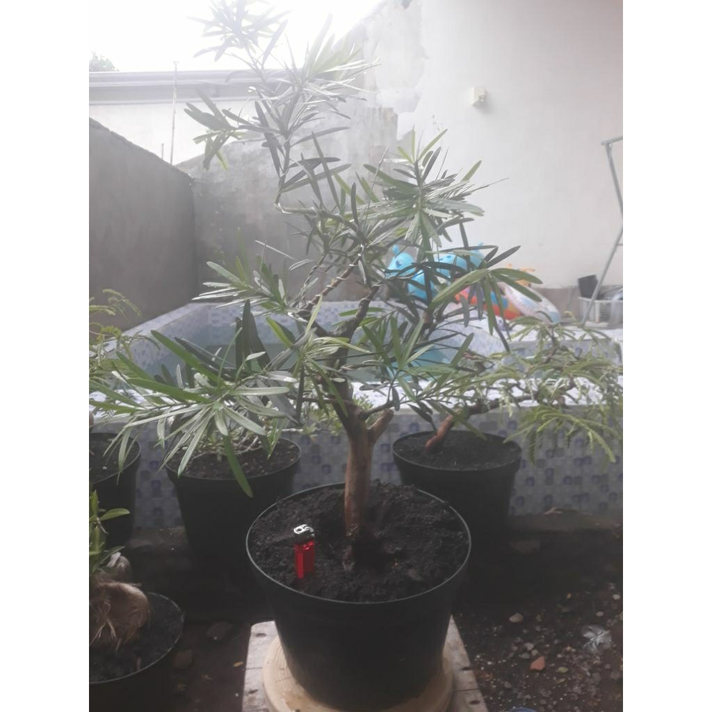 bahan bonsai lohansung