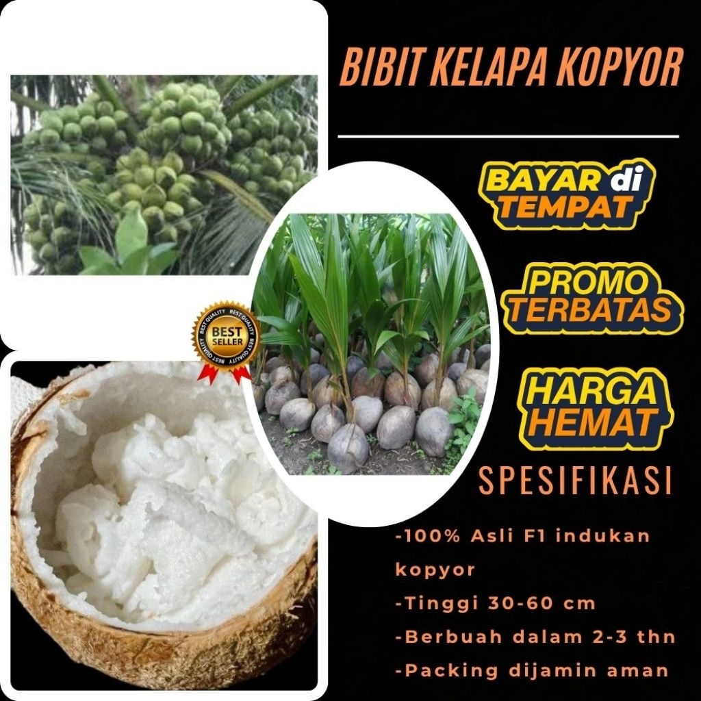 LANGSUNG DARI INDUKAN  Bibit Kelapa Kopyor Asli