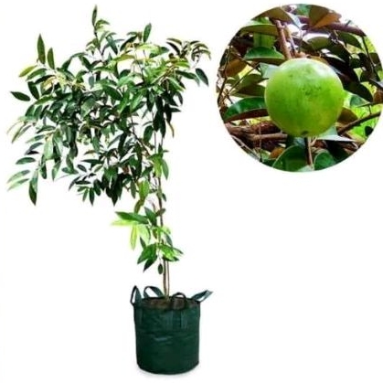 Tanaman hias hidup pohon buah sawo duren - pohon buah sawo duren tinggi 35 Sampai 50 Cm