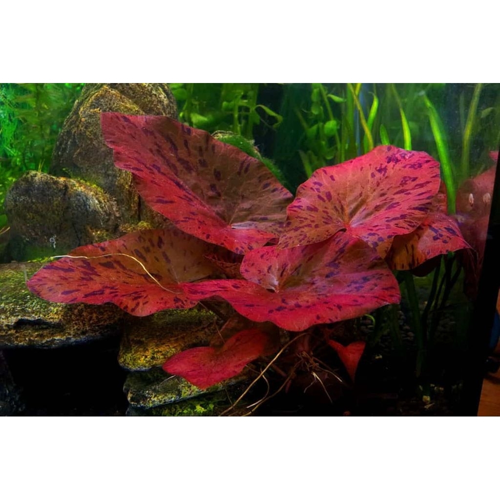 Red Tiger Lotus (Nymphaea zenkeri) tanaman aquascape