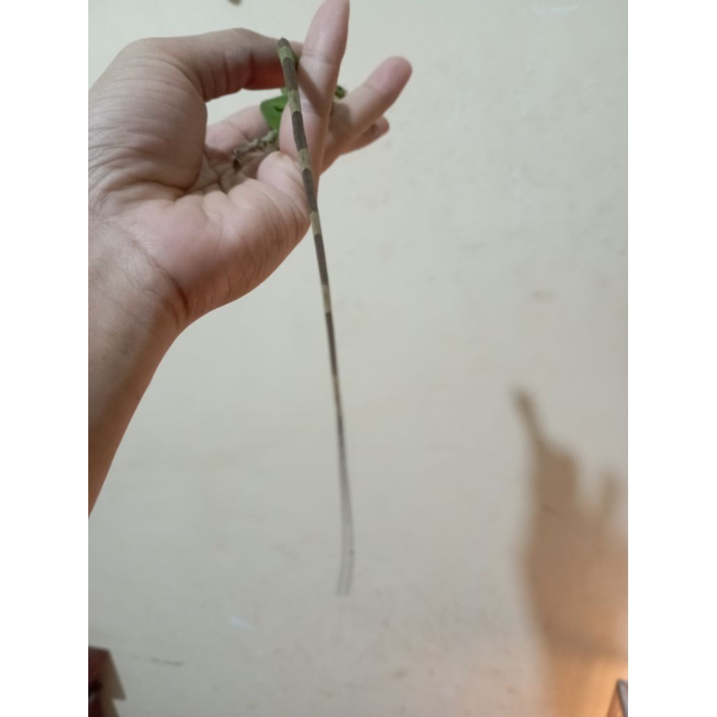 pelet green iguana Het Blue size 35cms