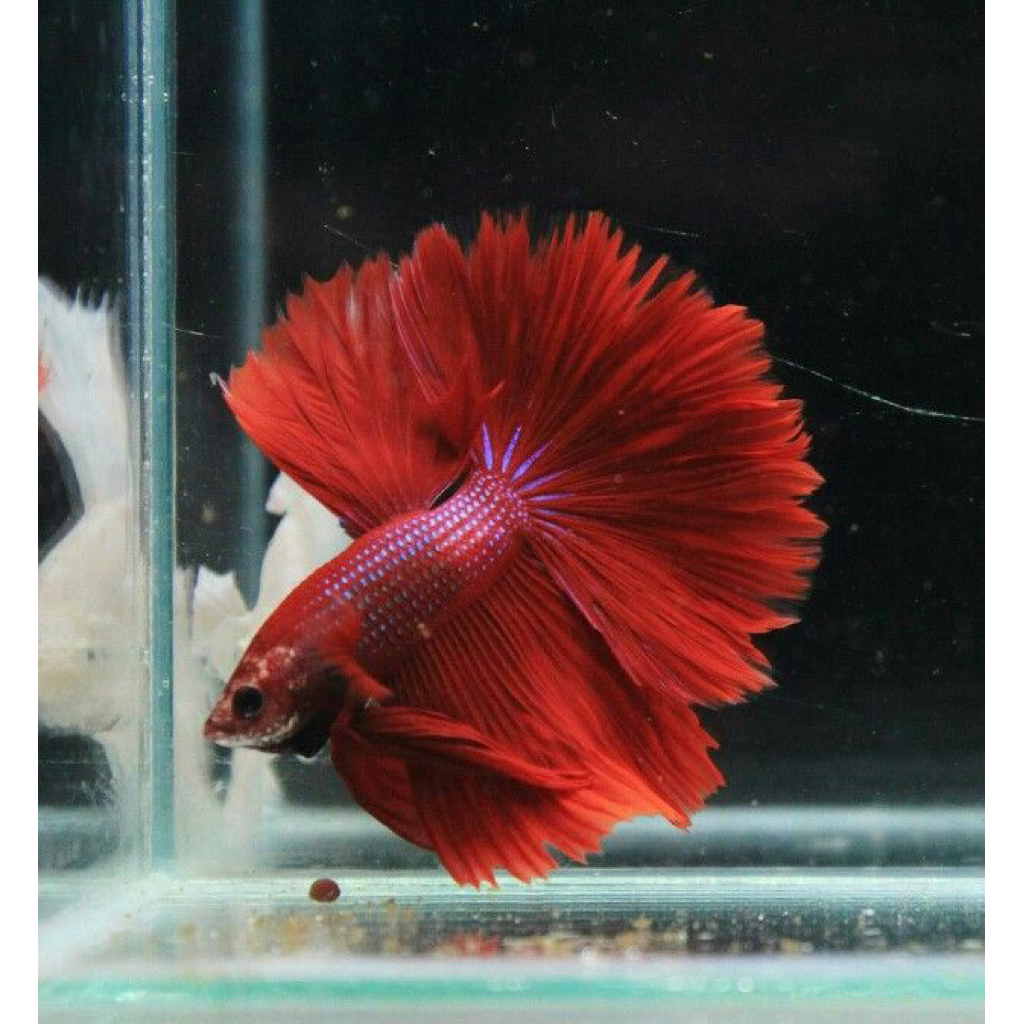 CUPANG HM (Halfmoon) Superred  Size M++/L