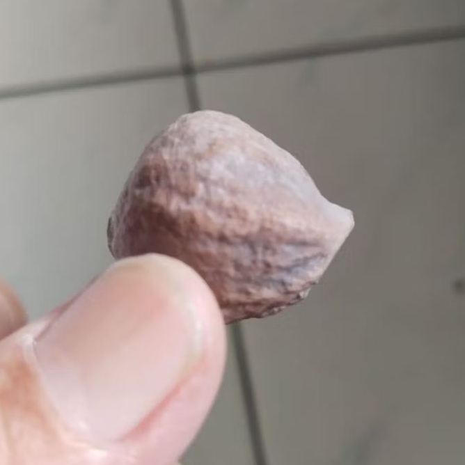 Kemiri Adu Muncang Adu Mayit Asmat Ori Pasangan Mewah