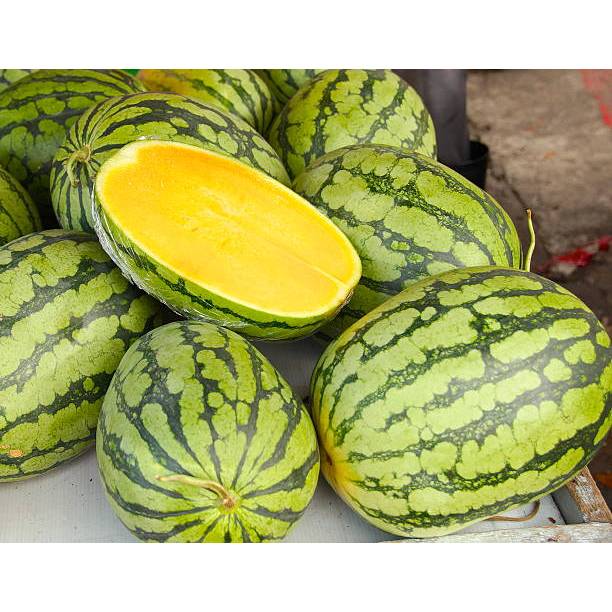 Biji Bibit Benih Buah Semangka Kuning Non Biji