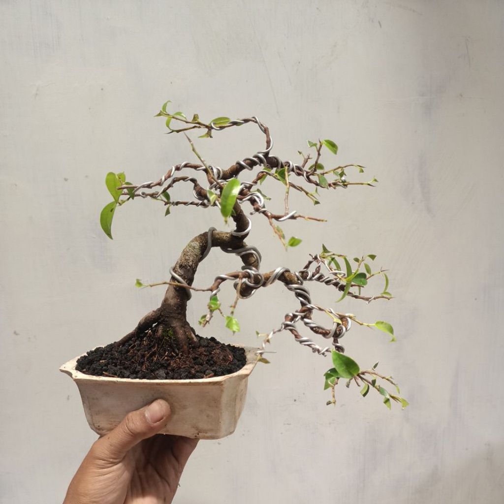 bonsai  sudah jadi (sesuai foto) beringin original asli dari biji