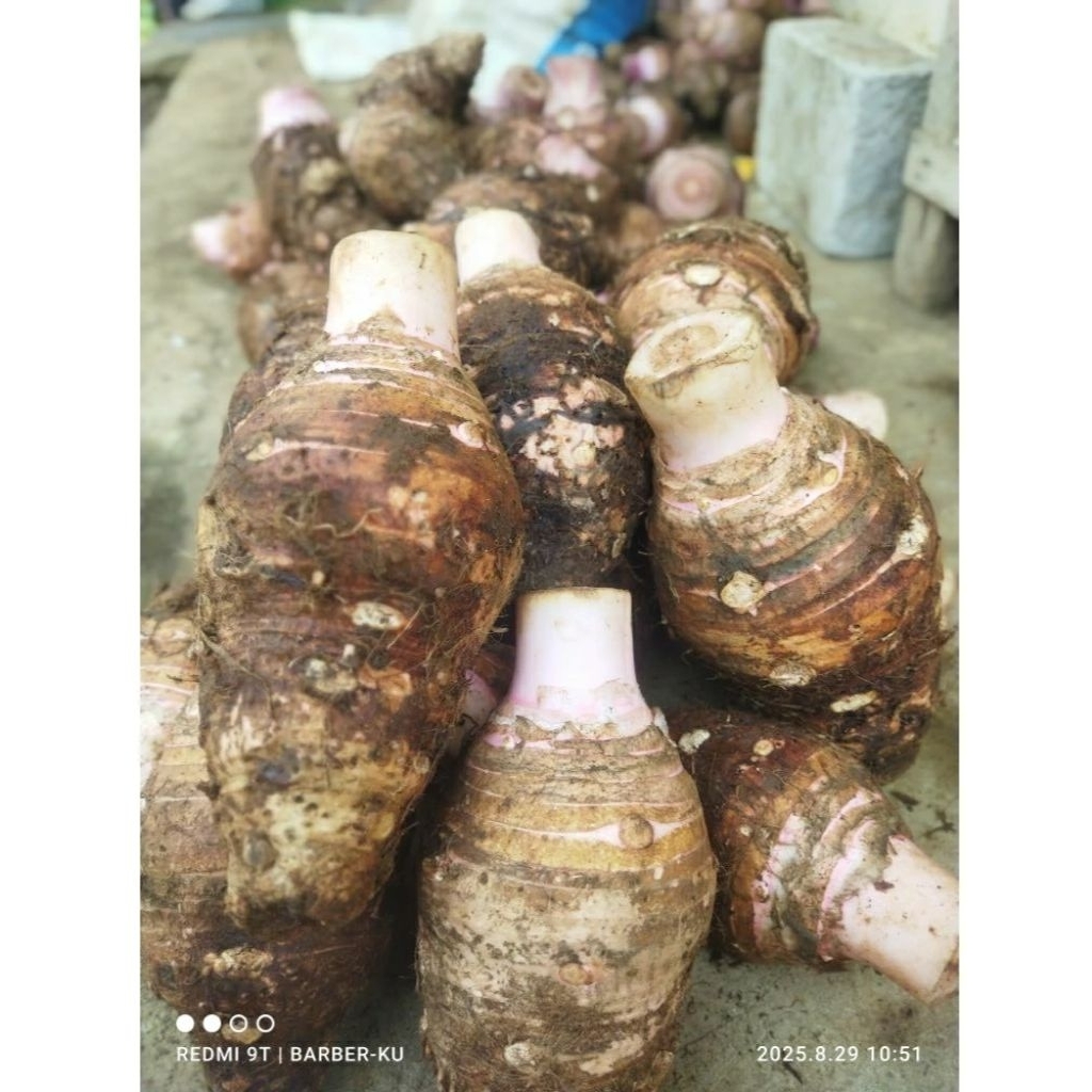 talas bogor mentah 1kg