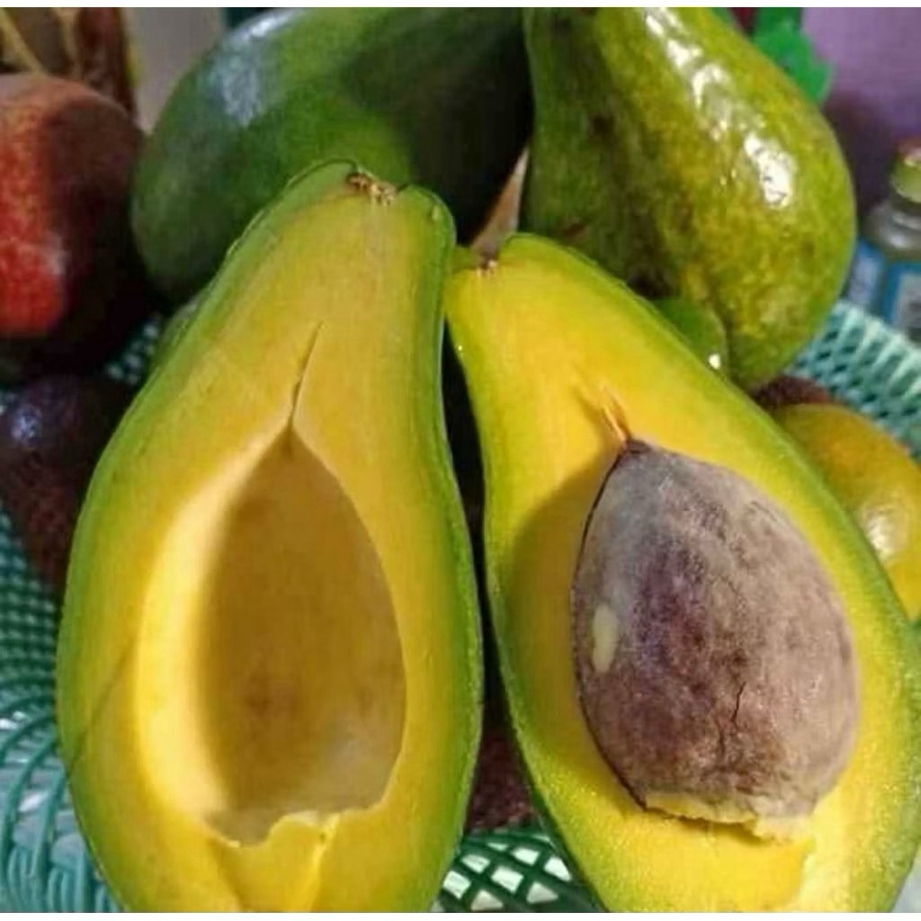 Alpukat Aligator Jumbo Besar Alpukat Aligator Kediri Alpukat Jumbo 1 KG isi 1-2 Alpukat Sidoarjo Sur