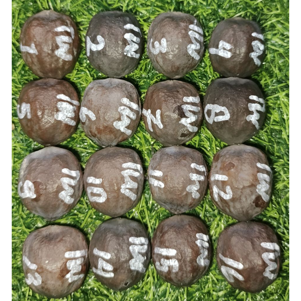 Muncang Anak Mayit Jawa Haji uron