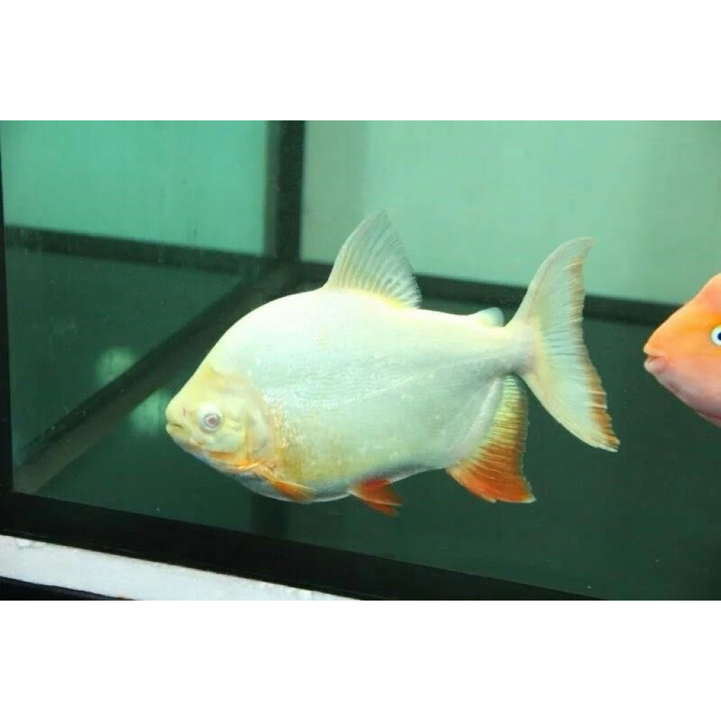 ikan hias bawal pacu albino kecil hanya instan
