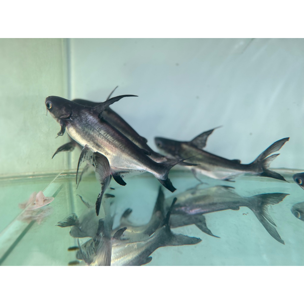 ikan hias GK atau genghis khan besar 17cm hanya instan