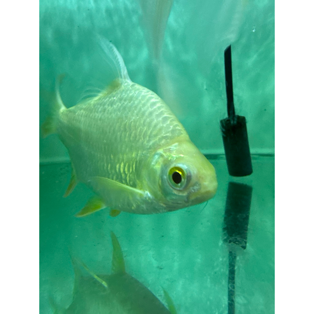 ikan hias kaviat albino 5 jati atau besar hanya instan