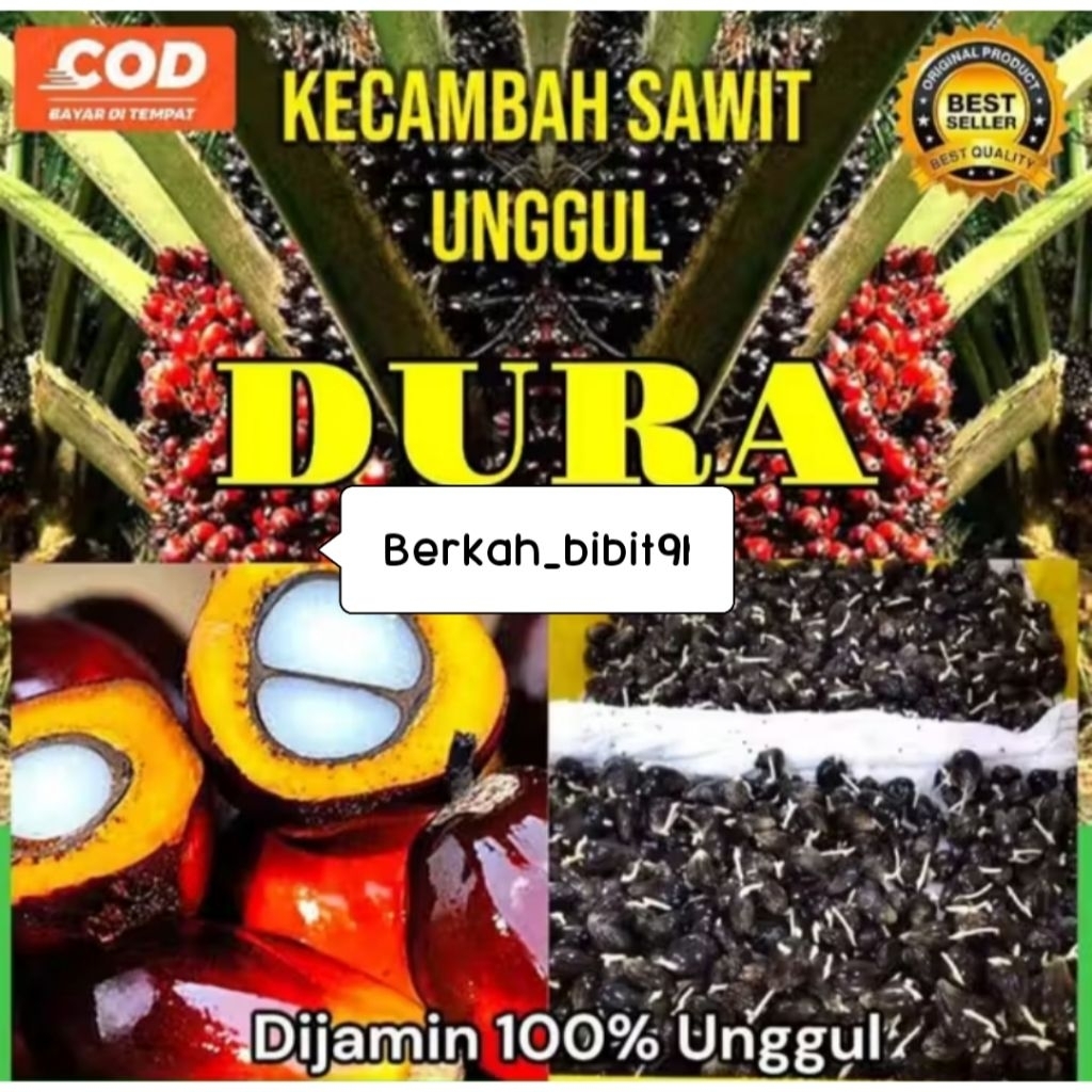 Bibit kecambah sawit DxP DURA unggul bersertifikat