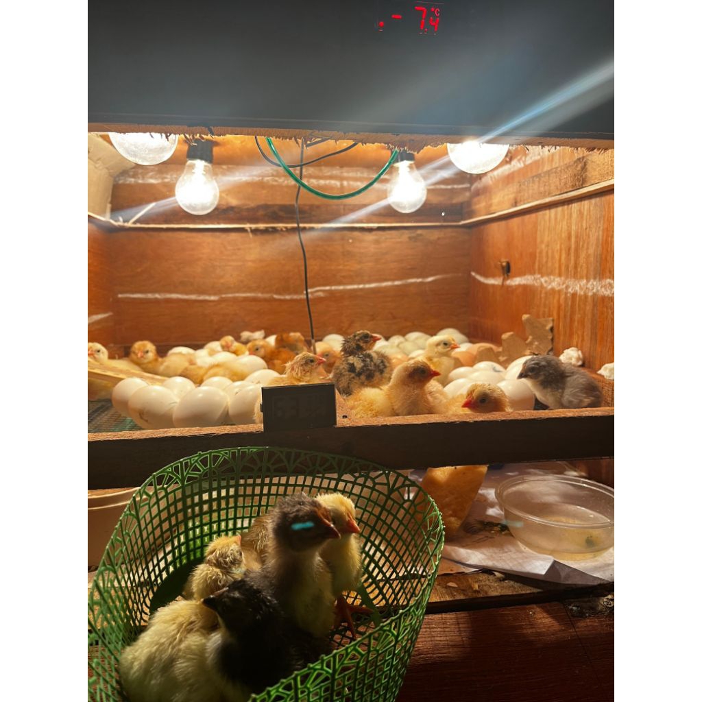 DOC Elba Anak ayam elba petelur