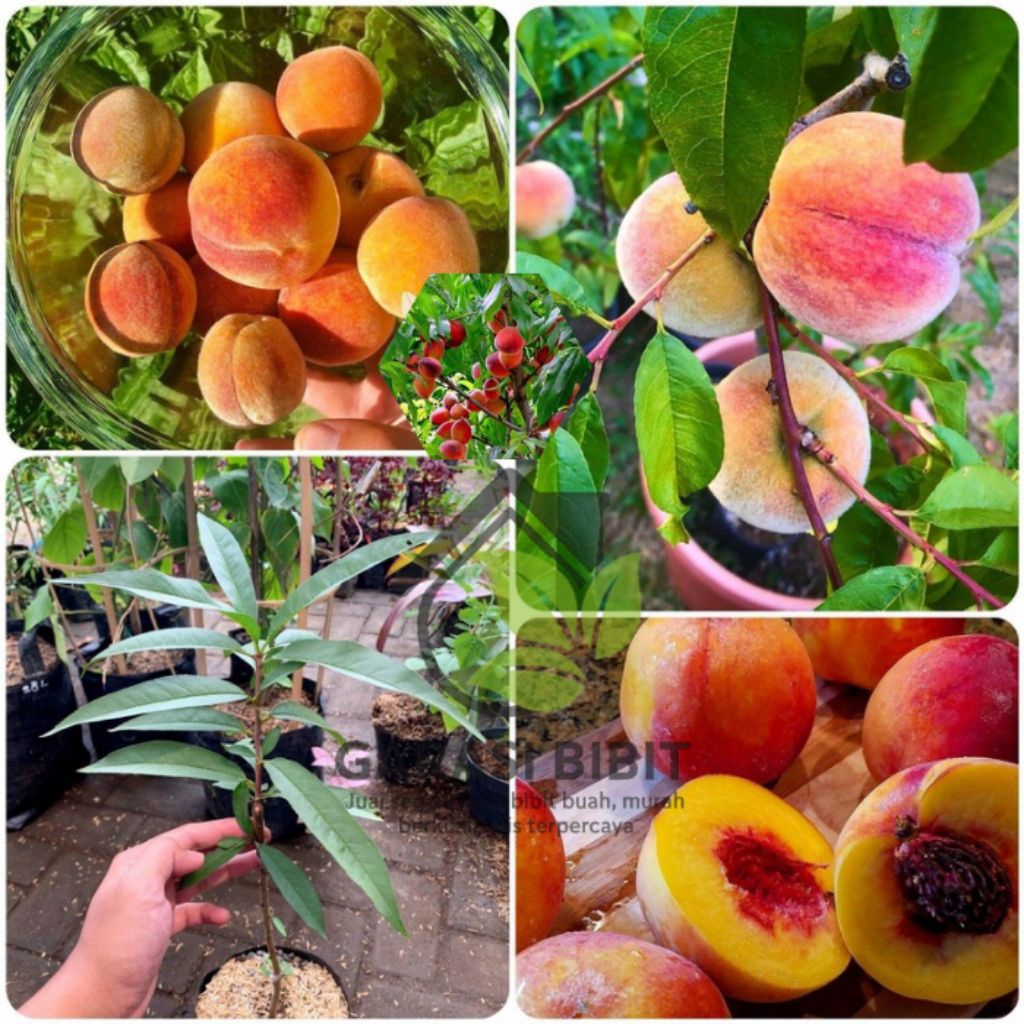 Bibit Peach Holland Kirim Full Media / Bibit Buah Persik