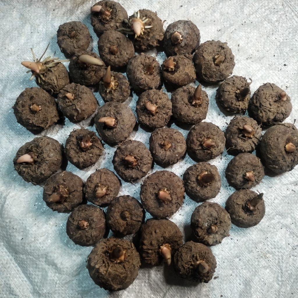 BIBIT UMBI PORANG 1 KG ISI 20-30