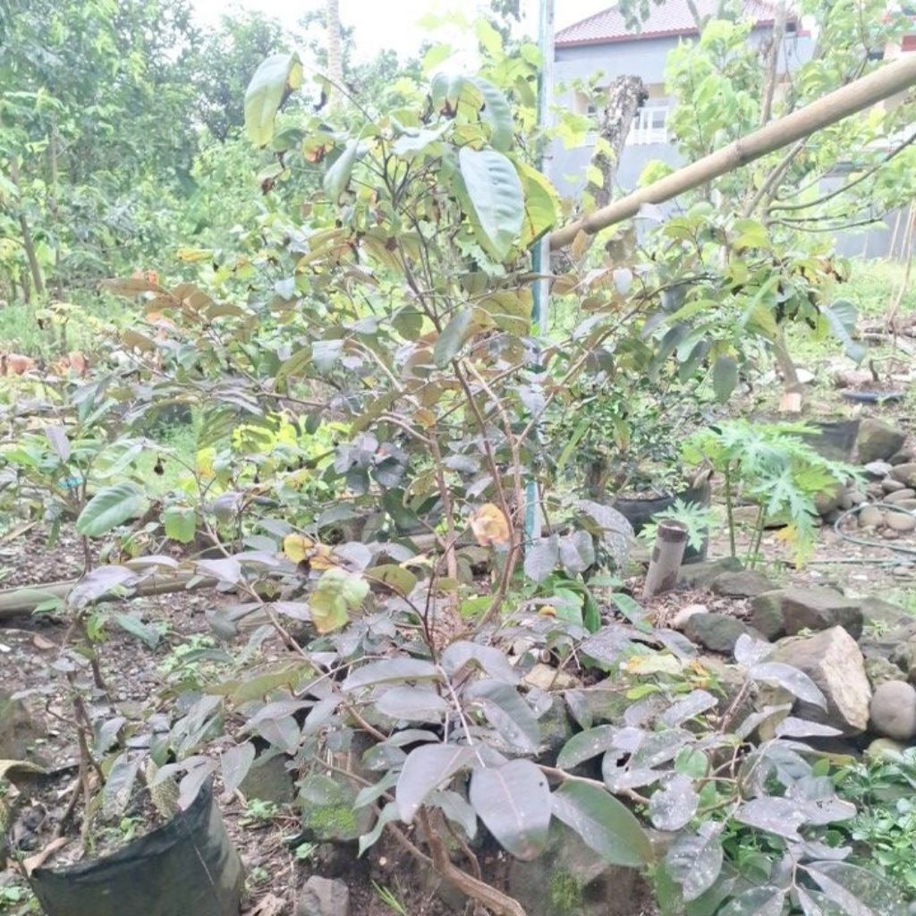 kelengkeng merah tabulampot