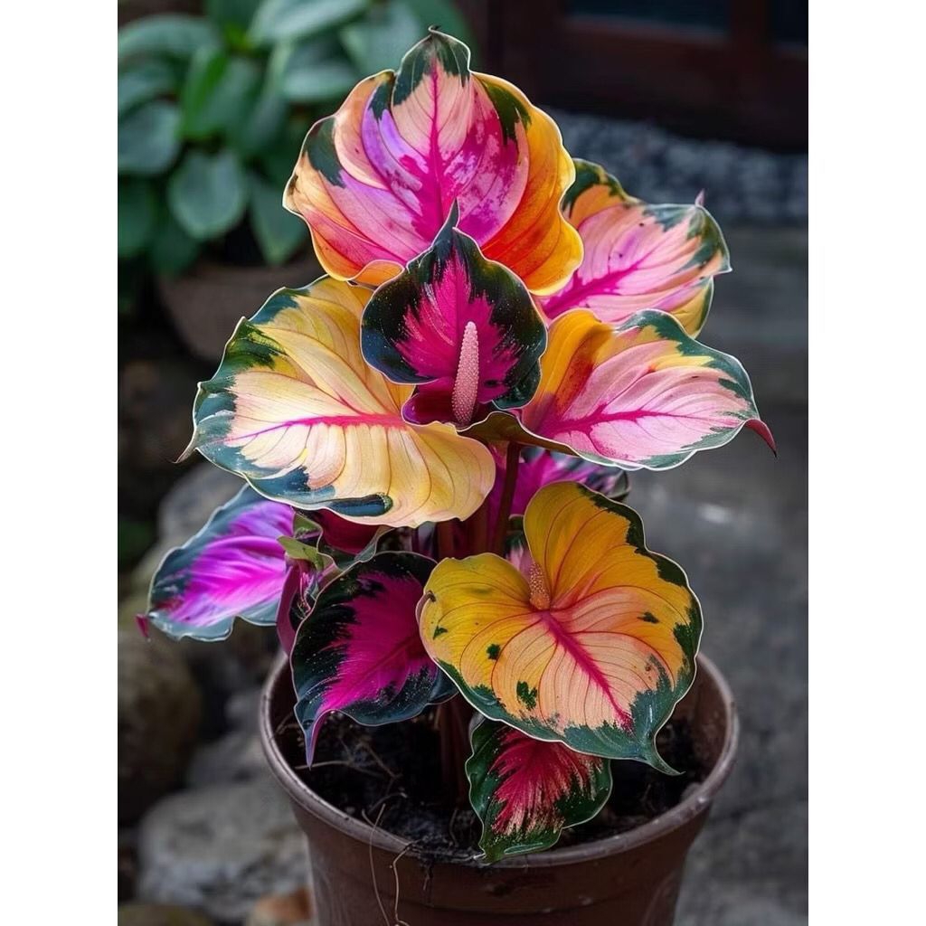 PROMO Umbi Caladium Roset Thailand Series Benih Keladi Thailand Cantik