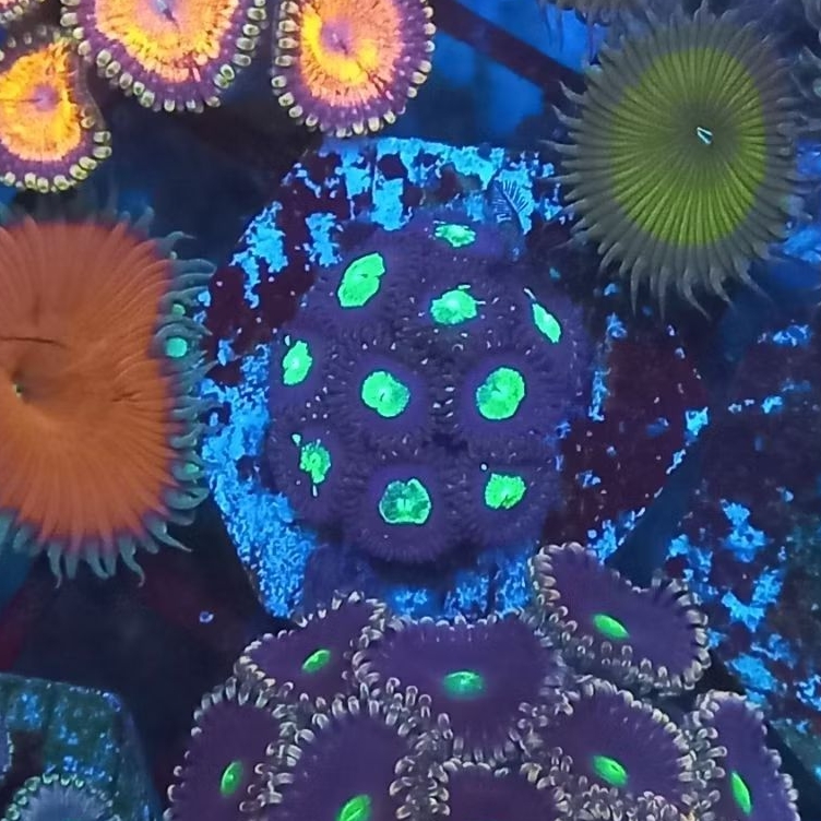 zoa frag 032