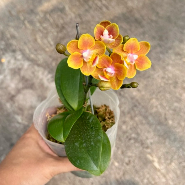 ANGGREK BULAN MINI KONDISI  KNOP MEKAR