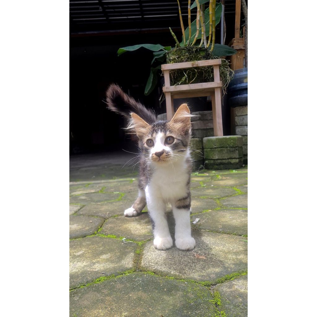 Kitten Anak Kucing Anggora Mixdom