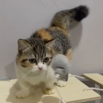 kitten bsh munchkin betina calico lucu
