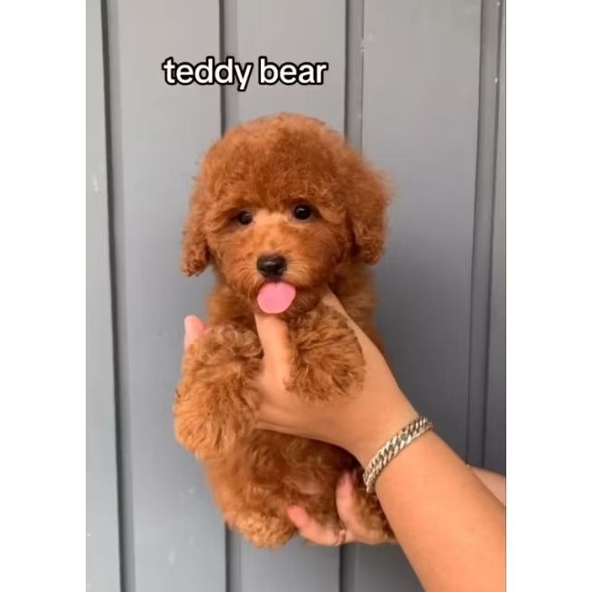toy poodle stambum vaksin poodle kecil poodle lucu