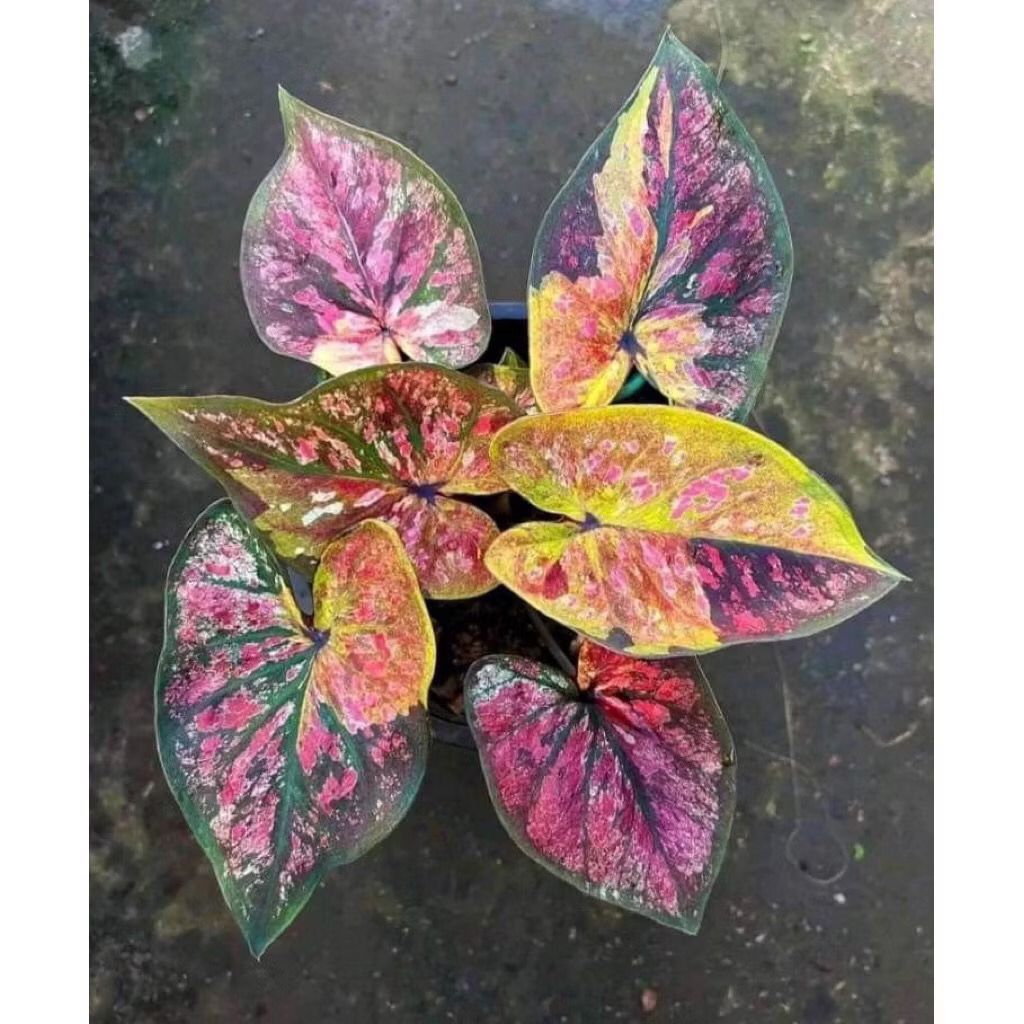 Bibit Bonggol Umbi Caladium Corak Bercak Thailand, Benih Keladi Thailand
