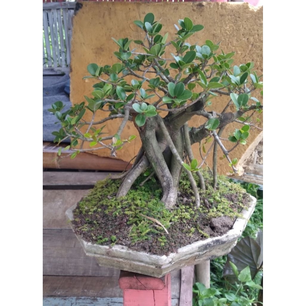 Bonsai beringin dollar