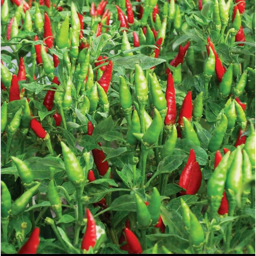 bibit/benih cabai rawit hijau kecil/100 biji