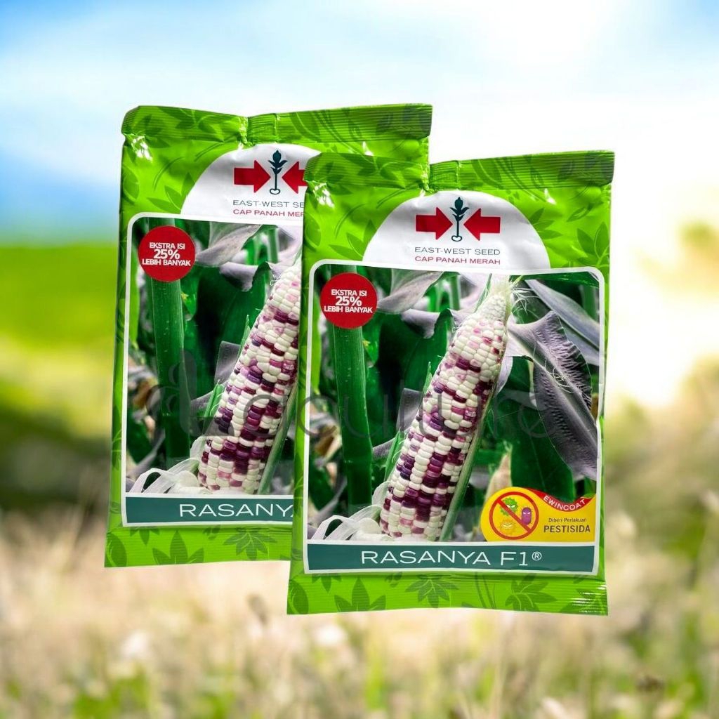 Bibit Benih Jagung Ketan original RASANYA F1 Isi 250 Gram Bibit Jagung Pulut Jagung Manis Berkualita