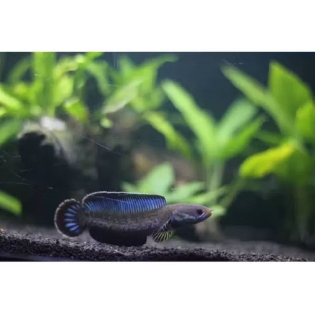 Channa Andrao 5-7 Spek Ganas Kontes Hiasan Aquarium Sortiran Keras (Bahan Kontes)