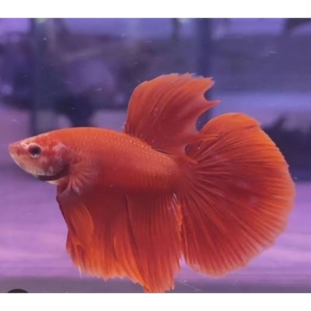 cupang halfmoon super red