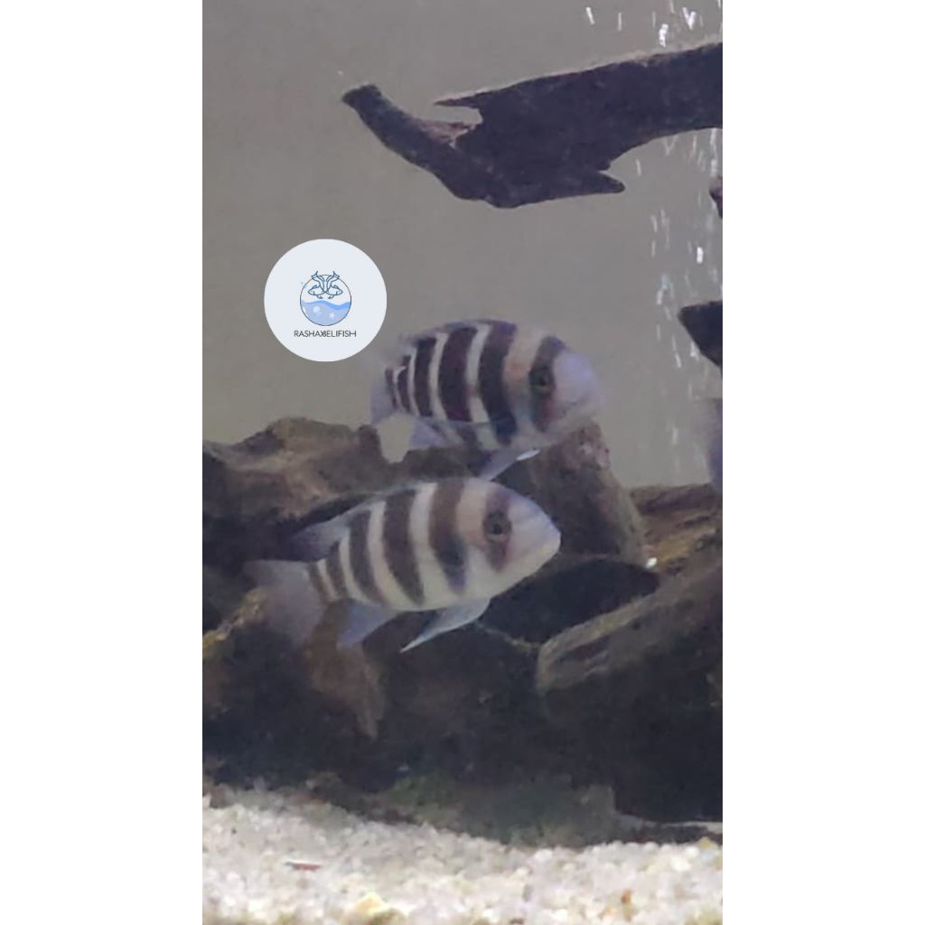 frontosa/black widow bw 4-6cm