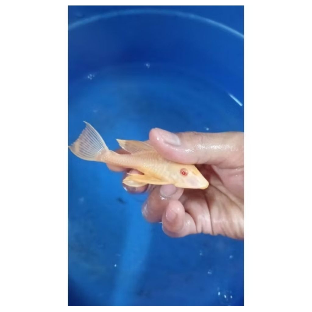 PLECO GIBICEP MENTEGA 7-8cm