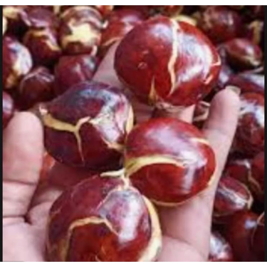 JENGKOL TUA LKUPAS MEDAN