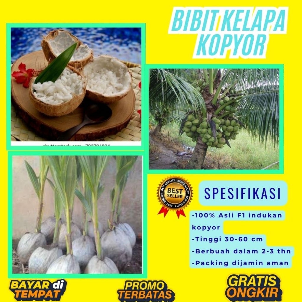 KUALITAS UNGGULAN  Bibit Kelapa Kopyor Madu, Bibit Kelapa Kopyor Super, Bibit Kelapa Kopyor Terdekat