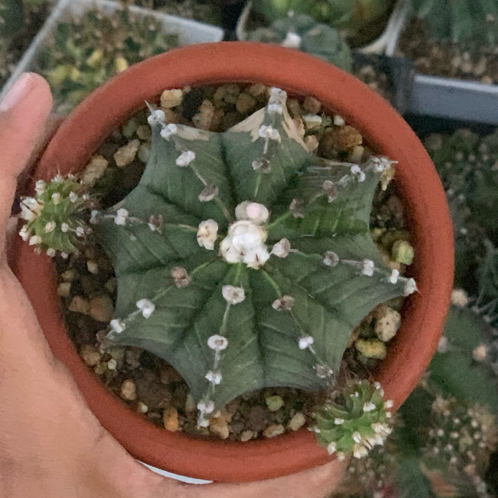 Gymnocalycium LB jumbo  kaktus gymno rare black skin original ori kaktus tanaman hias langka indah h