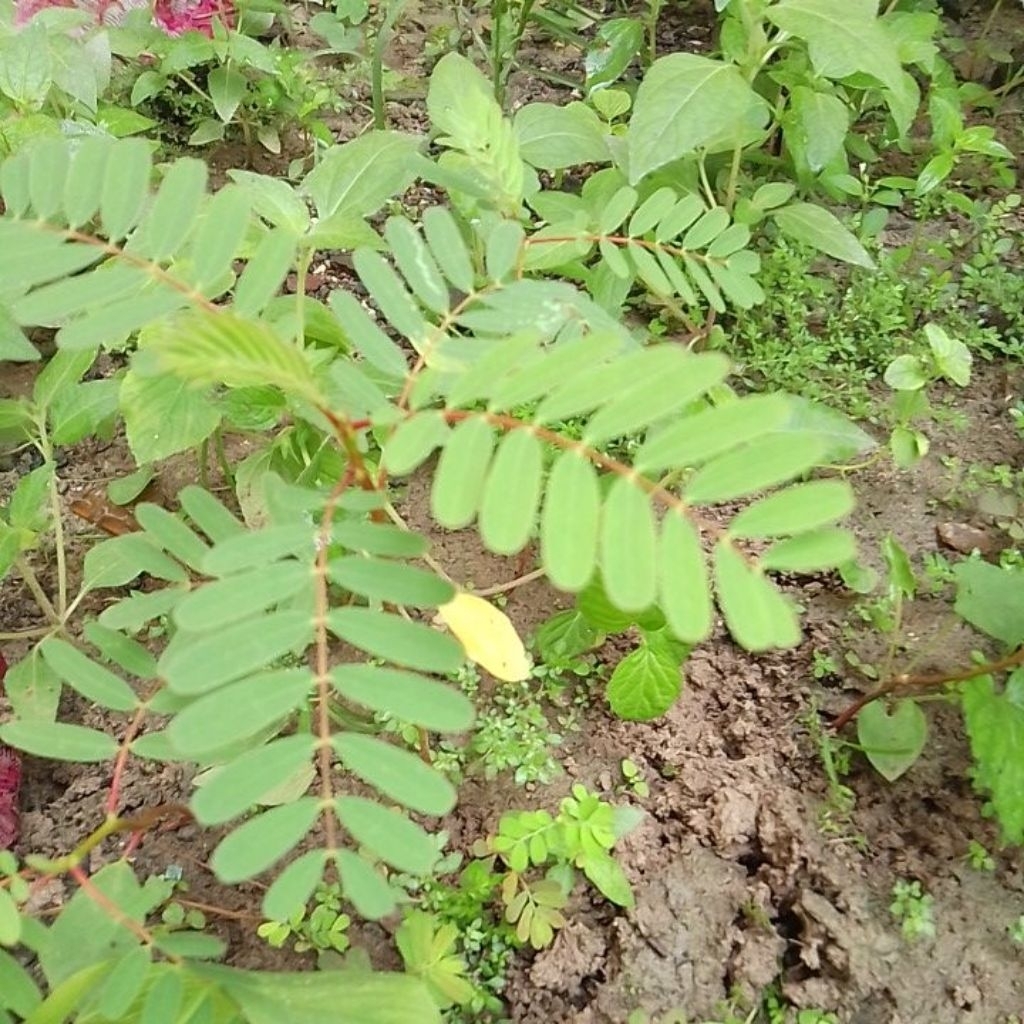 BIBIT KEMBANG TURI MERAH