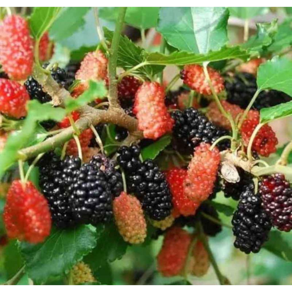 Tanaman Buah Murbei / pohon buah murbei 1 meter / pohon murbei