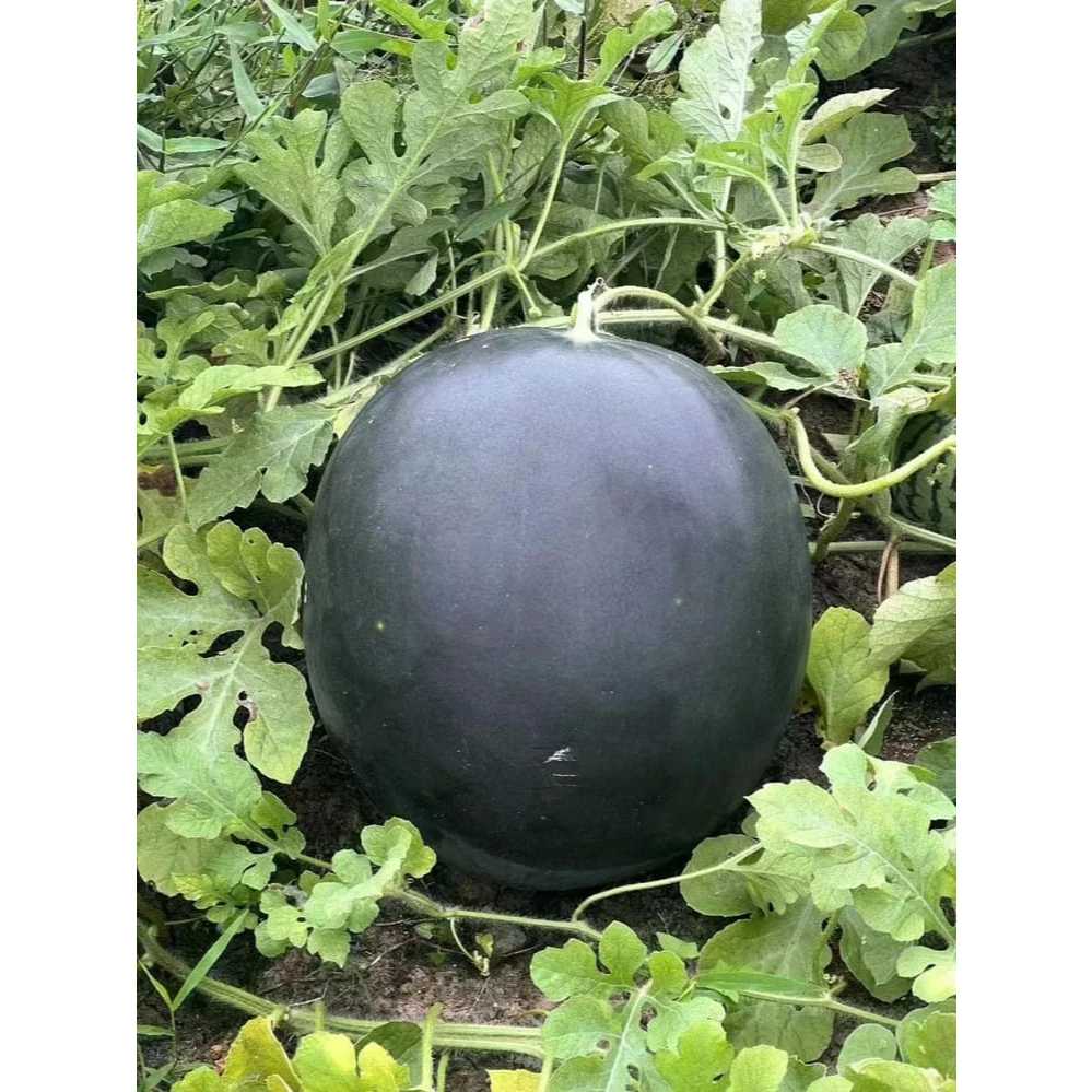 Biji Bibit Bibit Tanaman Buah Semangka Tanpa BIji