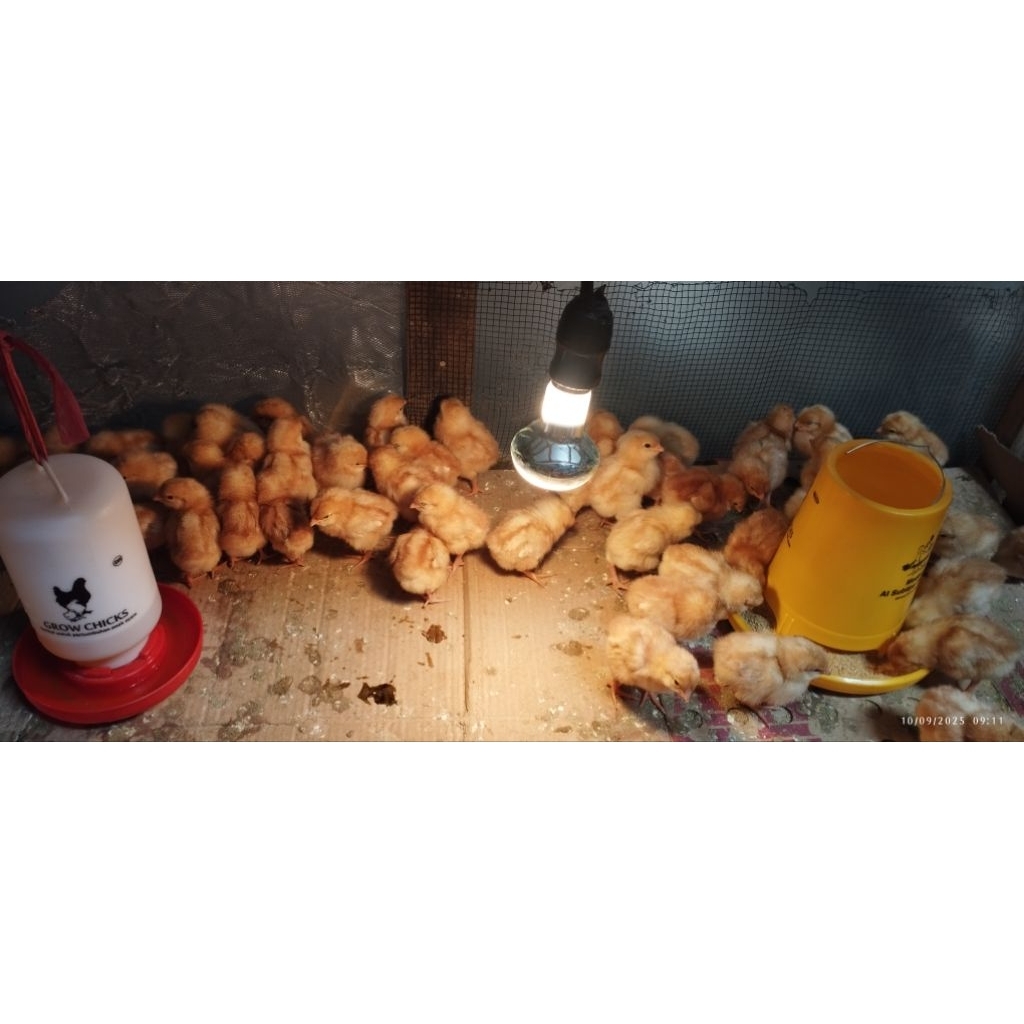 DOC ayam Petelur Super