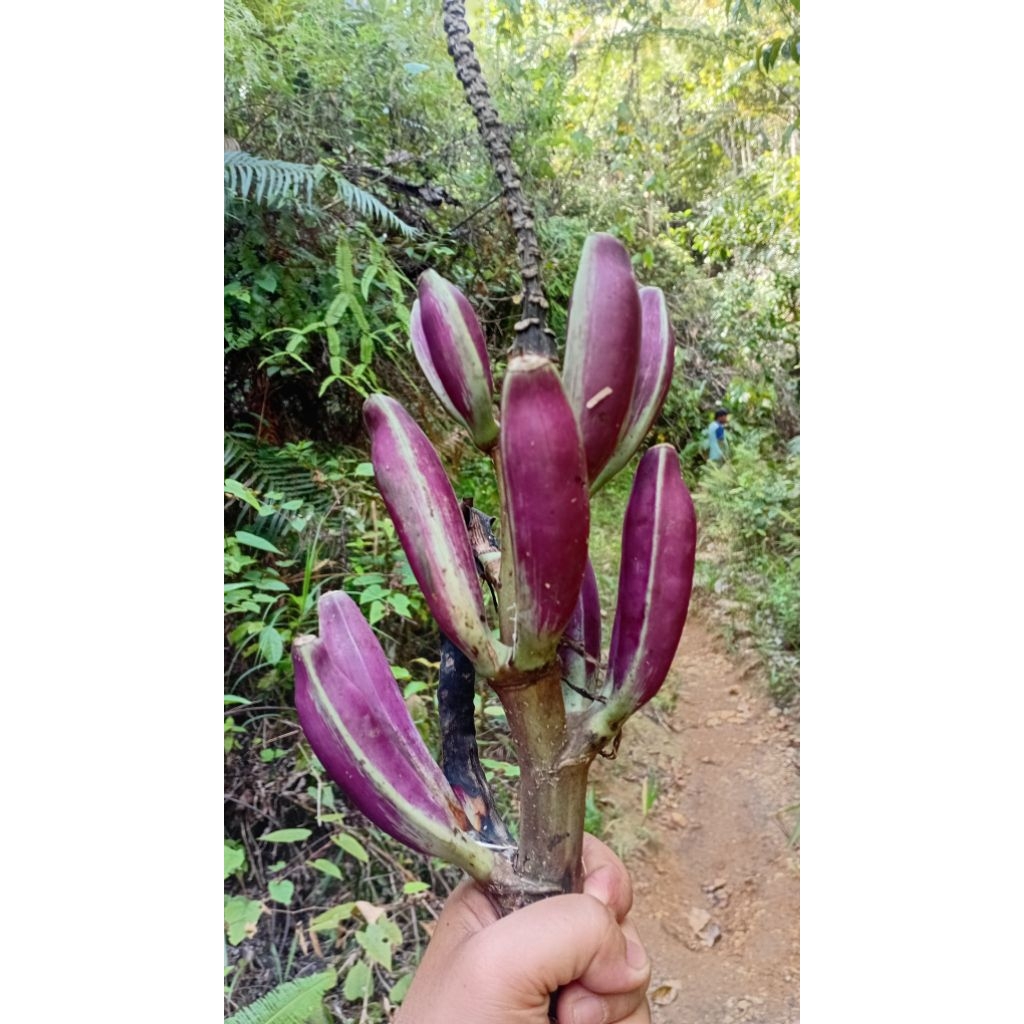 Bibit Pisang Ungu unik Musae Campestris-Pisang Hias Langka Herbal